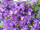 clematita
