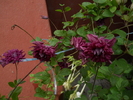 clematita viticella purpurea plena elegans