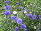 nigella