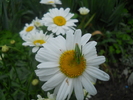 margarete