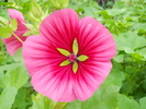 malope