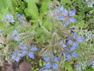 limba mielului-borago officinalis-echium amoenum