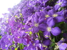 clematita