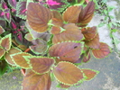 urzicute-coleus