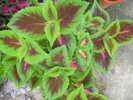 urzicute coleus