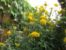 11 iulie 029