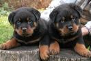 61983600_1-VAND-PUI-ROTTWEILER-CALITATE-GARANTATA-PRET-500-RON-