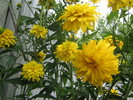11 iulie 031