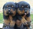 65910605_1-Imagini-ale-rottweiler