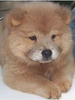 chow1_tn