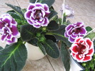 gloxinii