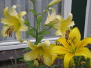 Crini galbeni doua nunate 14 iul 2010 (2)