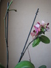 Orhidee - keiki cu flori & radacini 14 iul 2010 (1)