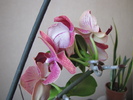 Orhidee - keiki cu flori & radacini 14 iul 2010 (2)