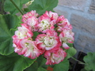 Muscata Apple Blossom Rosebud 18 iul 2010