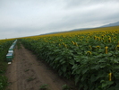 DSCF2713
