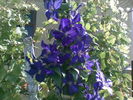 clematis