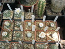 Kaktuszok 2010.jul.18 039