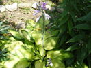 Hosta