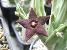 Stapelia kwenensis - 06.07