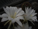 DSC07240