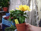 DSC04459