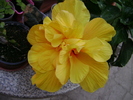 DSC04452