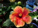 DSC04483