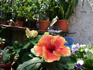 DSC04486