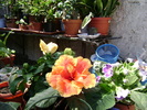 DSC04493