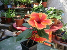 DSC04496