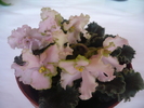 Pink Lady
