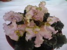 Pink Lady