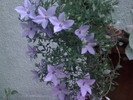 CAMPANULA DE LA NINA