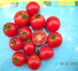 tomate cherry