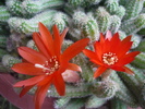 Floare cactus
