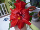 Hibiscus