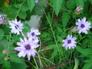 Catananche