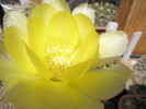 Lobivia quinesensis - floare