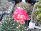 Lobivia nr 1 Teo, alta planta, aceeasi floare
