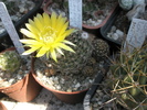 Lobivia pusilla v. flaviflora - 18.07