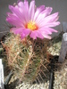 Thelocactus bicolor v. tricolor - 16.07