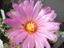 Thelocactus bicolor v. tricolor - floare