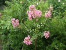 Crape Myrtle roz