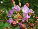 Crape Myrtle mov