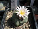 Lophophora koeheresii - 18.07