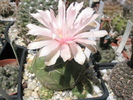 Gymnocalycium horstii - 14.07