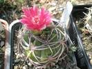 Gymnocalycium carminantum - 16.07