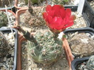 Gymnocalycium baldianum - 18.07