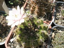 Gymnocalycium  cu floare alba - 17.07